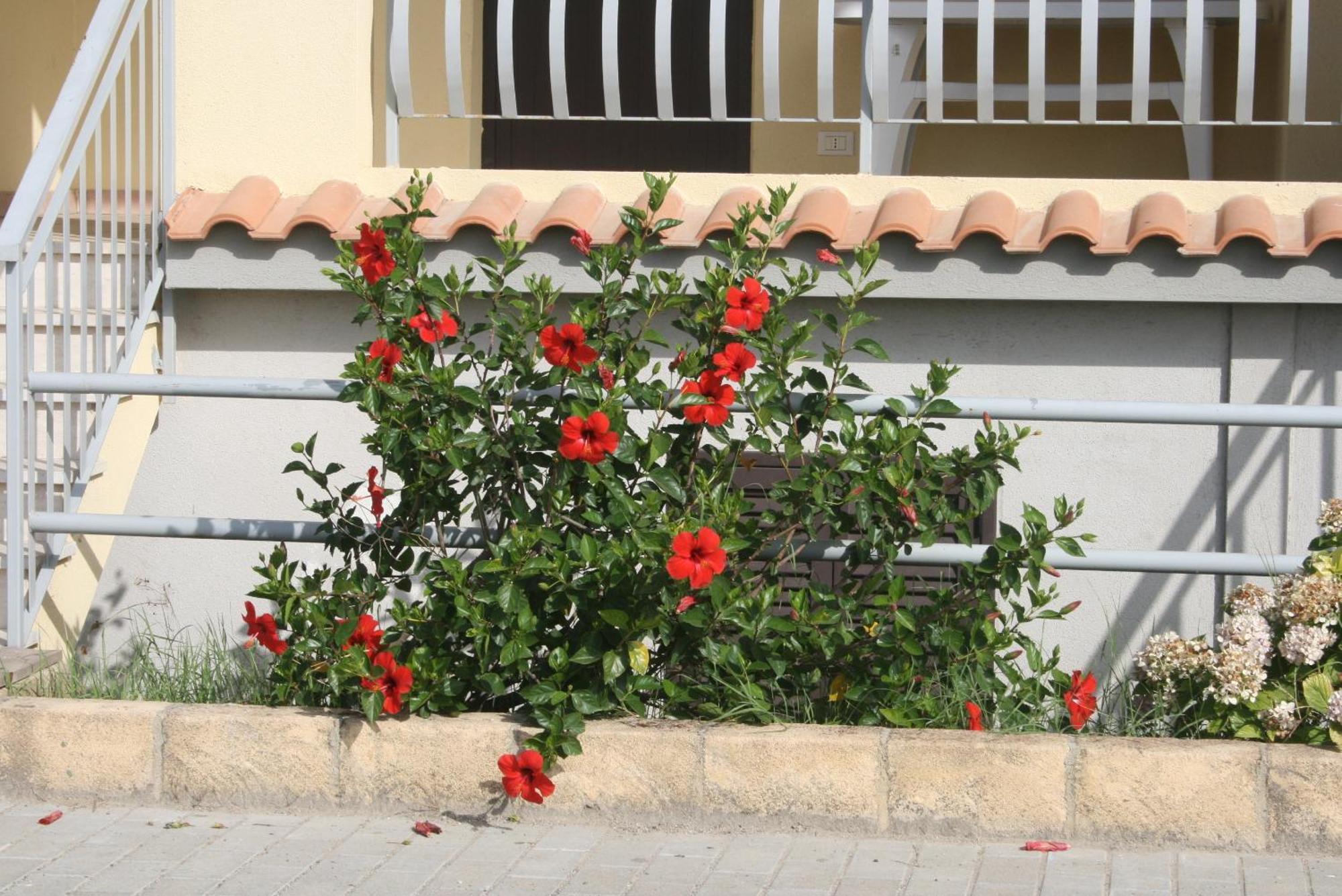 Baia Dei Canonici Aparthotel Villaggio Le Rocelle Exteriör bild